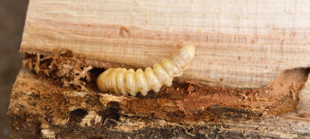 Larva of the round-headed borer chewing on wood