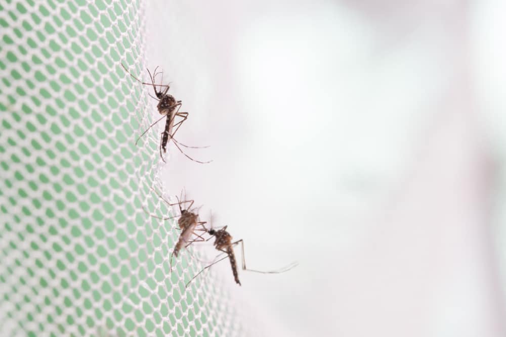 Three mosquitoes attached to a mosquito net
