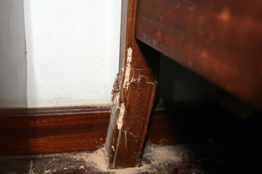 Signs of woodworm damage to a bed leg