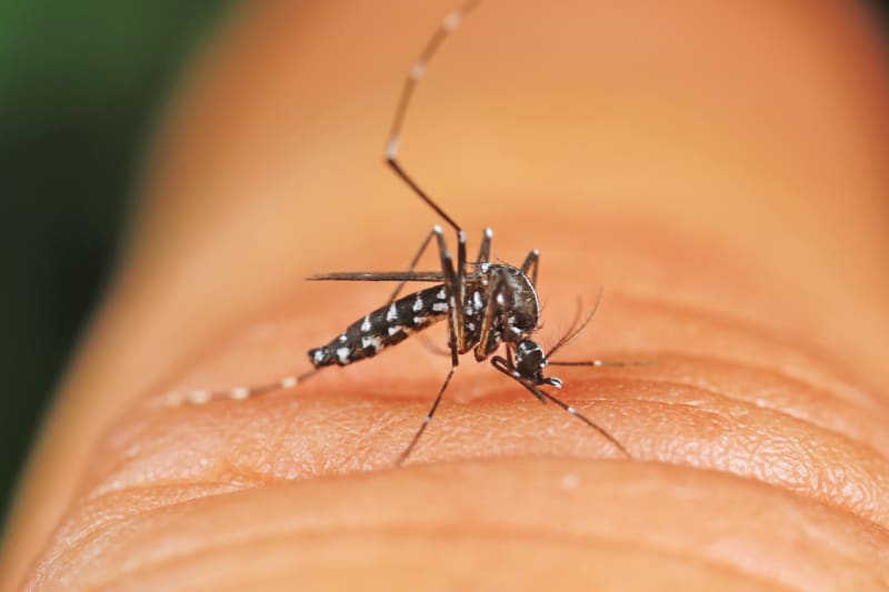 Close up of an Asian Tiger Mosquito on a person's finger
