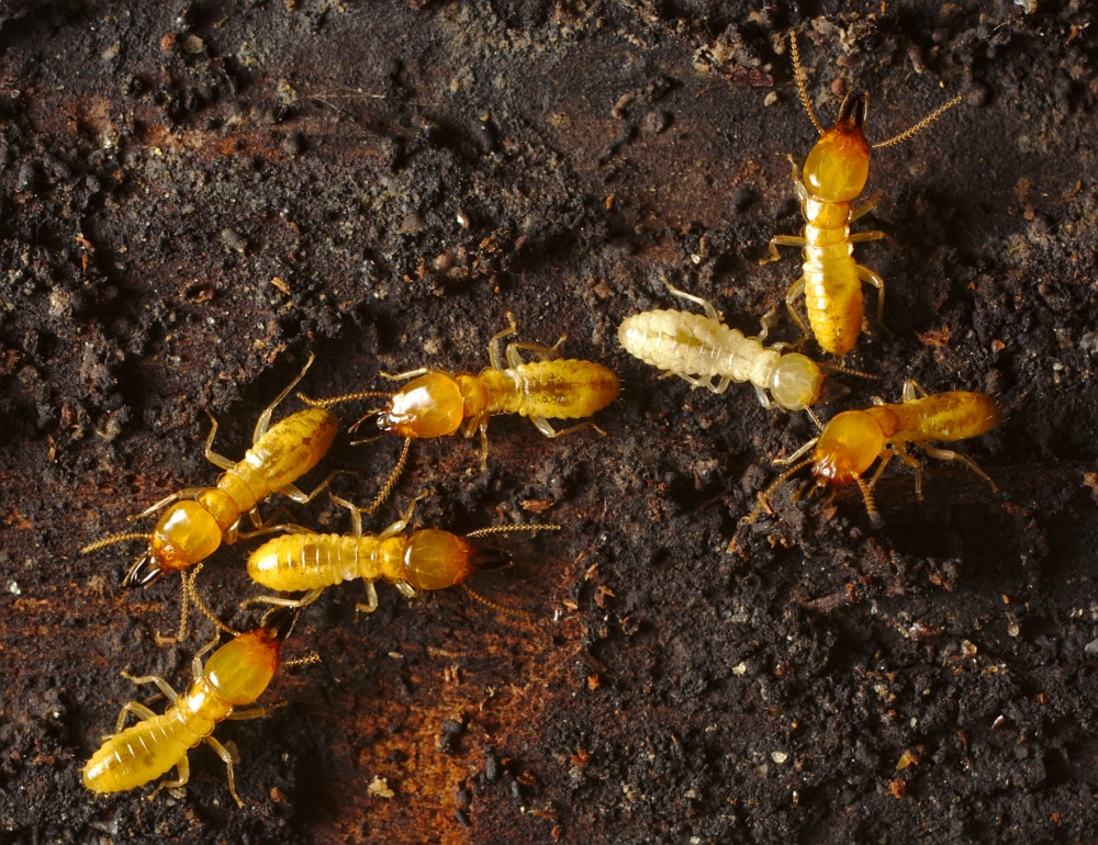 Close up of a group of Formosan subterranean termites crawling in dirt