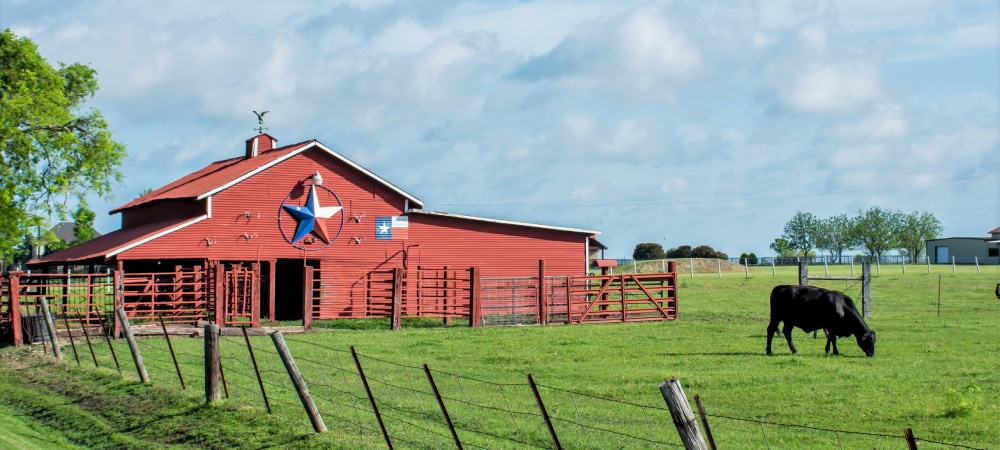Red barn with a Texas star and a field with a cow in it