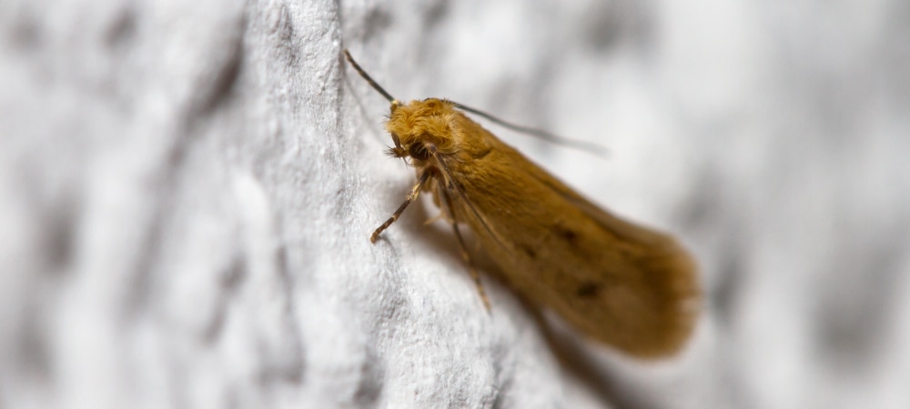 Close up of a casemaking clothes moth on a white wall