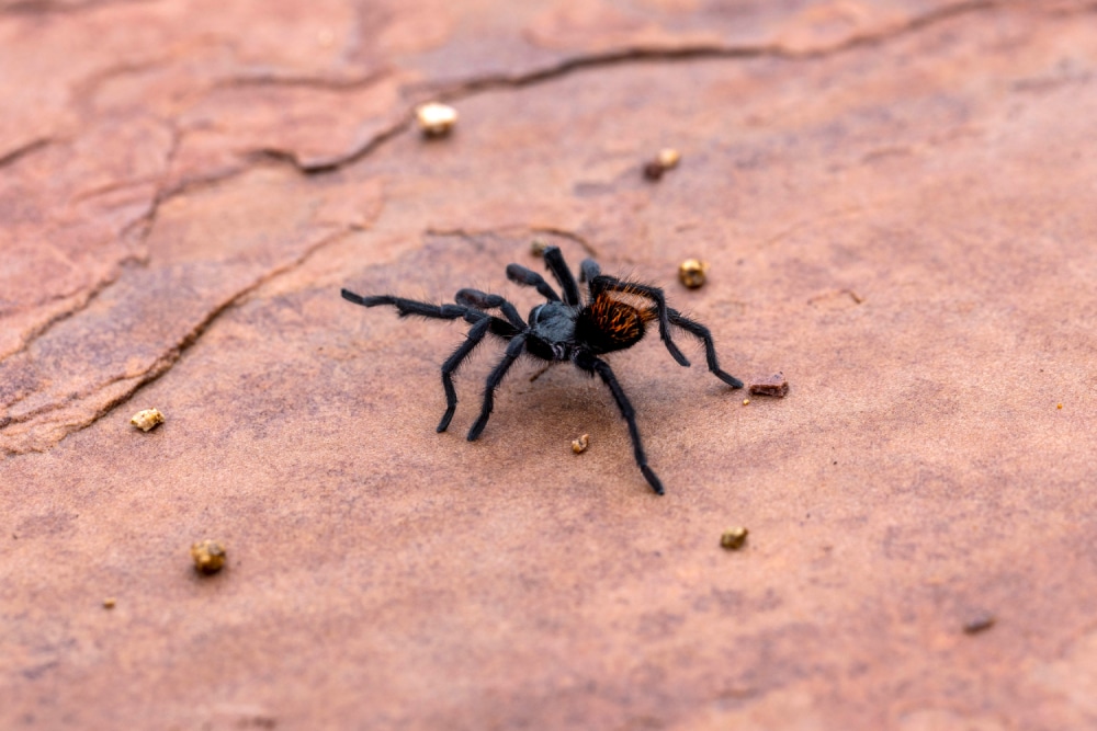 Grand Canyon black tarantula crawling across a rock
