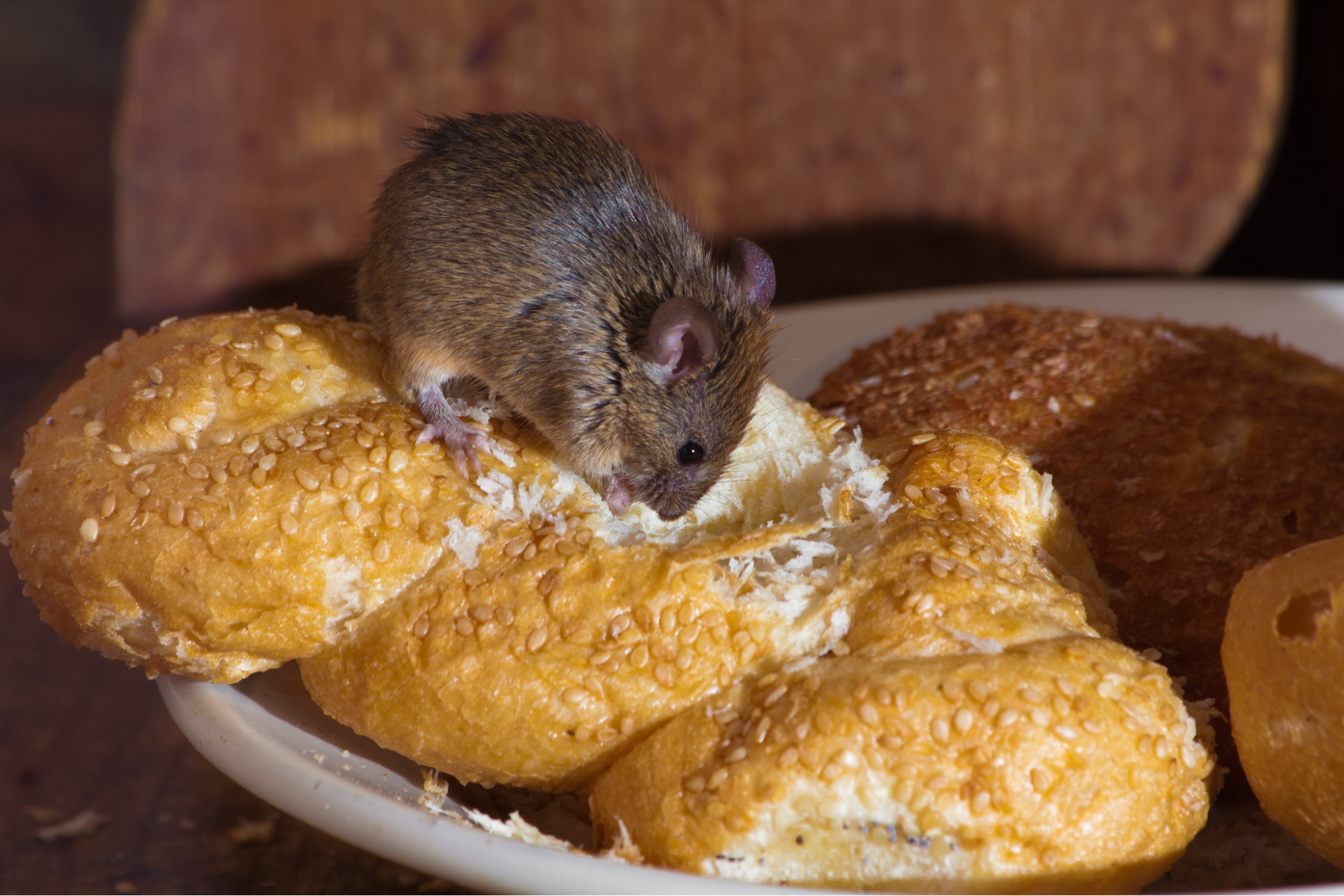 How to Keep Mice and Rats Away from Bird Feeders