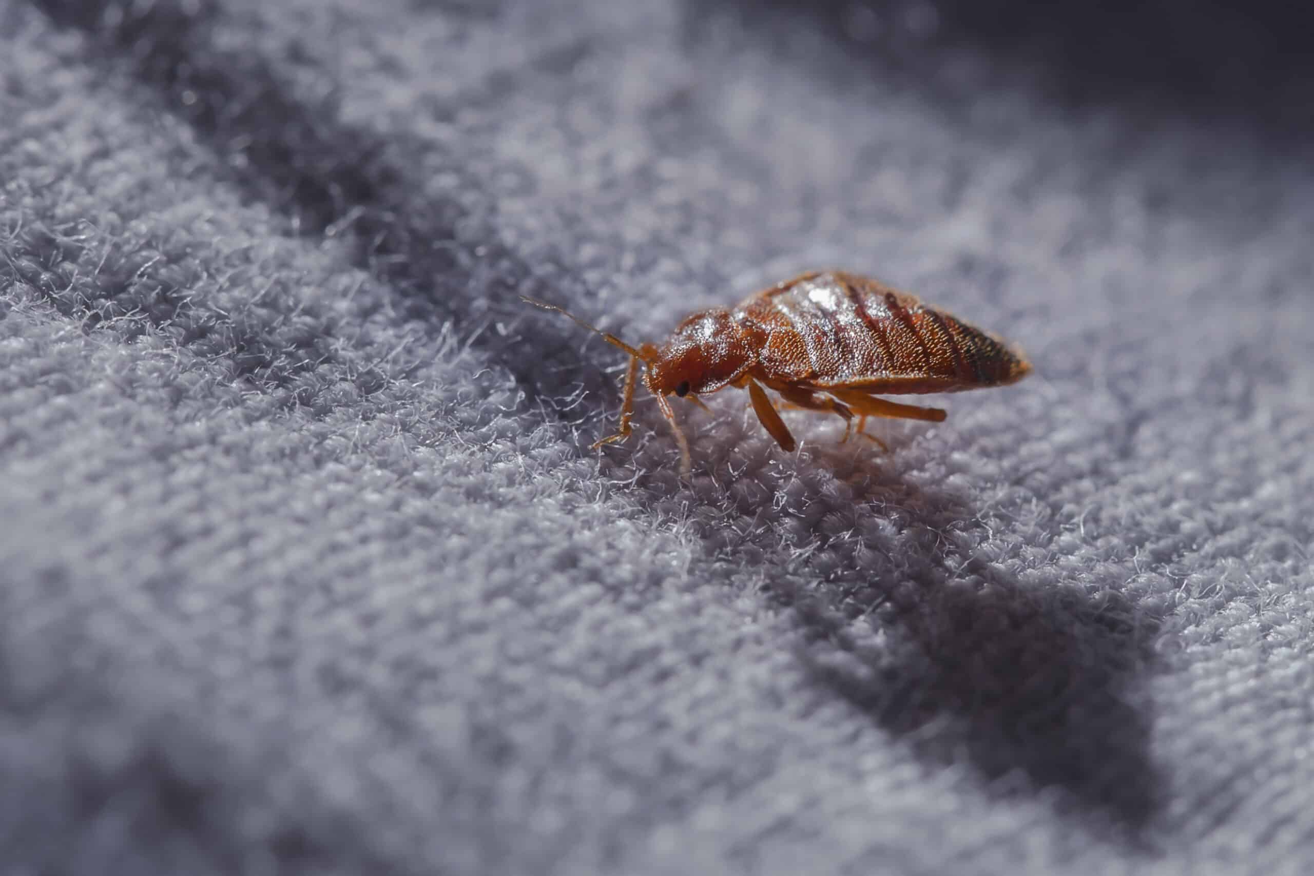 Bed Bug Identification Guide