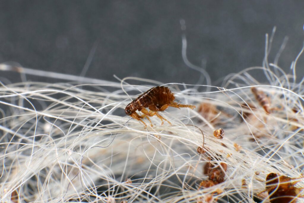 An extreme close-up of a flea and some flea eggs on wiry white fur.