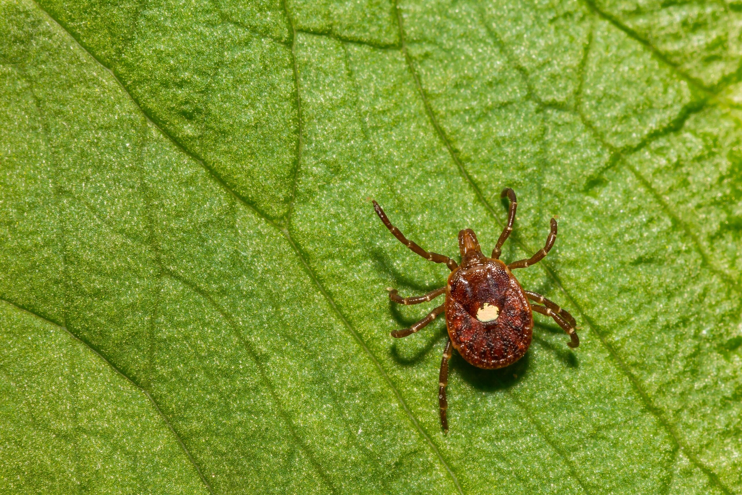 A close-up of a single lone star tick on a bright green leaf.