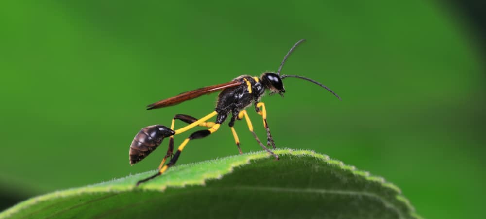 Wasps and Hornet Pest Control Services | Hawx Pest Control